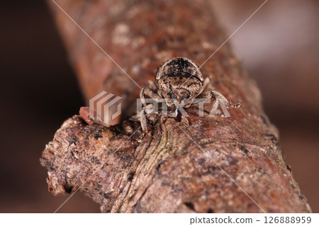 生物，昆蟲，高尾圓口象鼻蟲，喙粗短。只有喙有光澤。 126888959