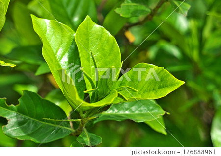 Green Gardenia Buds (Summer, June) 126888961