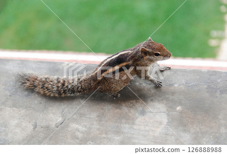 Closeup of an Indian palm squirrel threestriped squirrel standing on a concrete ledge with a blurred green lawn in the background. 126888988