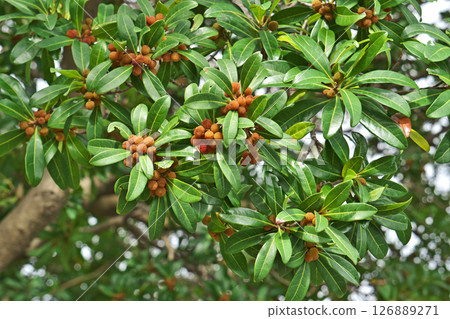 Bayberry fruit (summer, June) 126889271