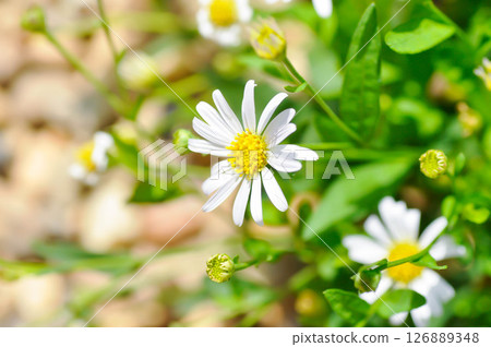 Daisy ,white daisy or English daisy or Thymophylia Tenuiloba or Dahlberg Daisy or Gold Carpet or Gloden Fleece 126889348