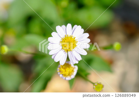 Daisy ,white daisy or English daisy or Thymophylia Tenuiloba or Dahlberg Daisy or Gold Carpet or Gloden Fleece 126889349
