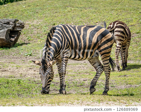Two Zebras Grazing Outdoors in a Lush Green Grassy Landscape Two Zebras Grazing Outdoors in a Lush Green Grassy Landscape 126889369