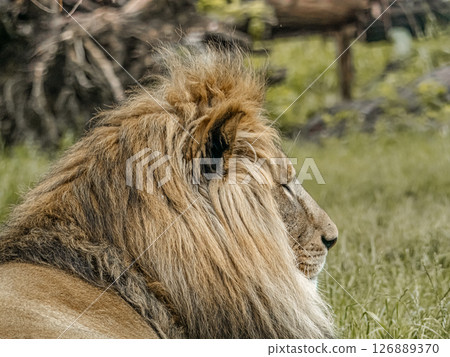 Majestic Lion Relaxing in Natural Habitat With Lush Green Surroundings 126889370