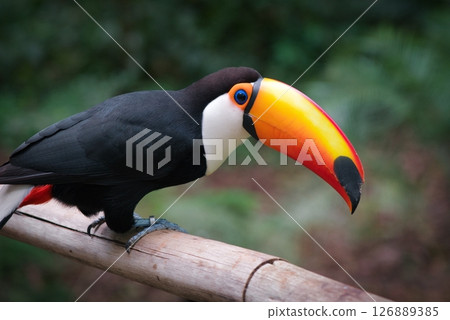 Photo of the Tucano bird on iguazu falls Brazil Photo of the Tucano bird on iguazu falls Brazil 126889385