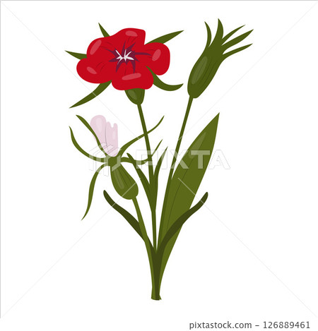 Red wildflower with a stem and leaves on a white background. 126889461