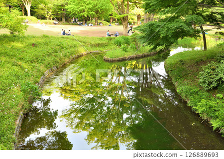 北之丸公園池塘裡倒映著新鮮的綠葉 126889693