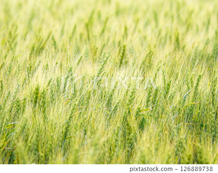 Image of wheat ears swaying in the wind in Hokkaido in summer Image of wheat ears swaying in the wind in Hokkaido in summer 126889738