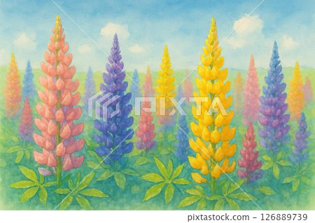 羽扇豆領域 羽扇豆領域 126889739