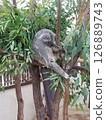 Koala's Nap - Takasaka Children's Zoo 126889743