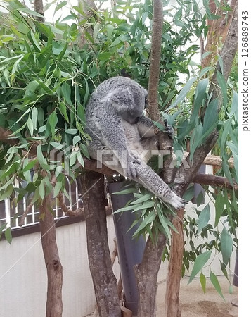 無尾熊的午睡 - 高坂兒童動物園 126889743