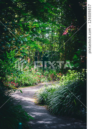 A beautiful path lined with flowers 126889857