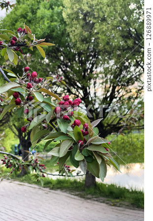A branch of an apple tree with pink buds. Spring garden in bloom. Blooming city park. Vertical photography. 126889971