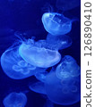 Jellyfish at Sunshine Aquarium on a summer night - Blue 126890410