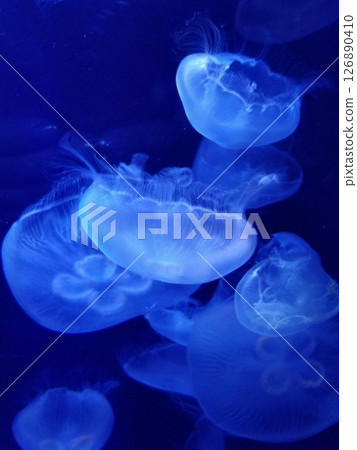 Jellyfish at Sunshine Aquarium on a summer night - Blue 126890410