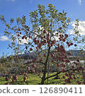 Apple orchard in Minakami Town, Gunma Prefecture 126890411