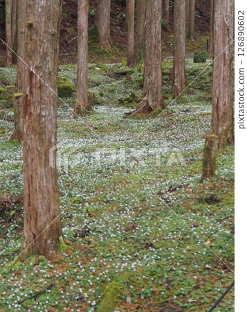 [Kamo no Sato, Kochi Prefecture] Natural habitat of the Baikaouren 126890602