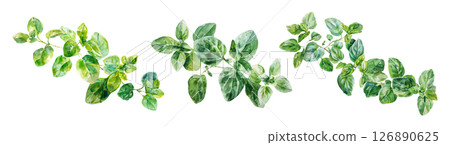 Set of fresh herb, green oregano in watercolor style isolated on a transparent background. 126890625
