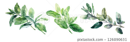 Set of fresh herb, green sage in watercolor style isolated on a transparent background. 126890631
