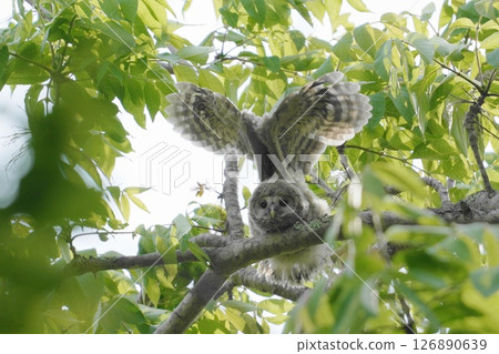 A young Ezo owl doing an angel pose 126890639