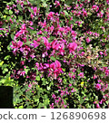 Beautiful red buckwheat flowers in full bloom 126890698