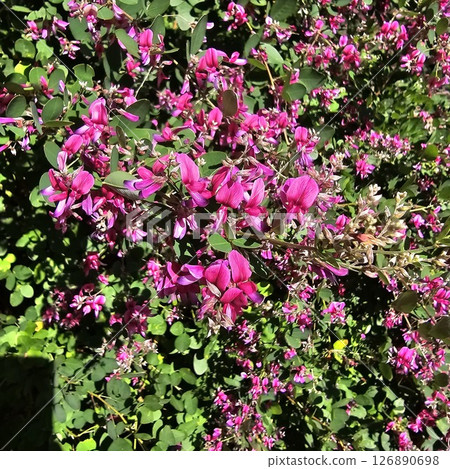 Beautiful red buckwheat flowers in full bloom 126890698