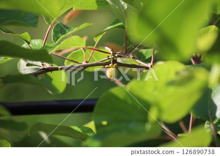 Fruit of kiwi 126890738