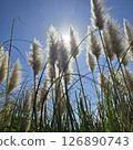 Hitachi Seaside Park Miscanthus 126890743