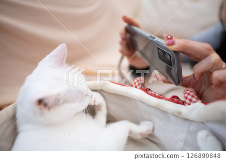 A woman taking a photo of a cat with a smartphone A woman taking a photo of a cat with a smartphone 126890848