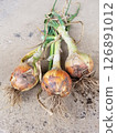 Fresh onion harvest with leaves by farmers 126891012