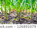 Garlic. Garlic plants in a row on the bed in the vegetable garden 126891079