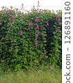Pink morning glory summer morning hedge 126891160