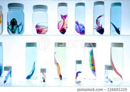 美麗的魚類和貝類標本 126891229