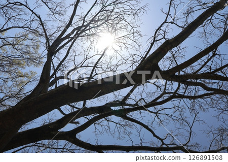 藍天、白日和大樹的景色 藍天、白日和大樹的景色 126891508