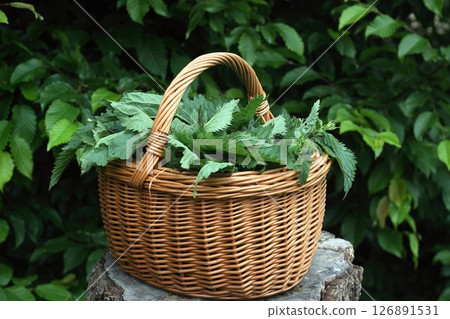 Stinging nettles Urtica dioica cut into pieces inside a basket in the garden. 126891531