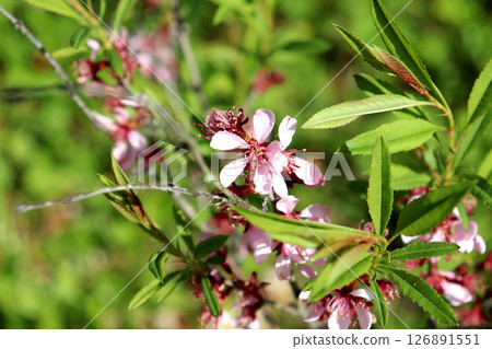 Flowering branch of almond bush with pink flowers on sunny spring day in garden Flowering branch of almond bush with pink flowers on sunny spring day in garden 126891551
