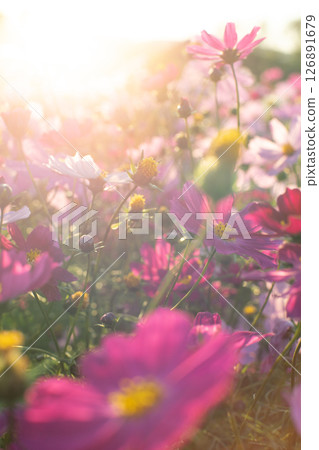 Cosmos illuminated by the sunset Cosmos illuminated by the sunset 126891679