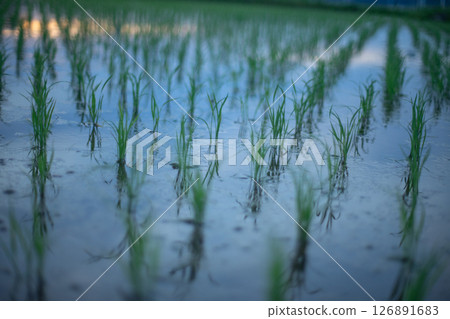 水稻種植後的稻田 水稻種植後的稻田 126891683