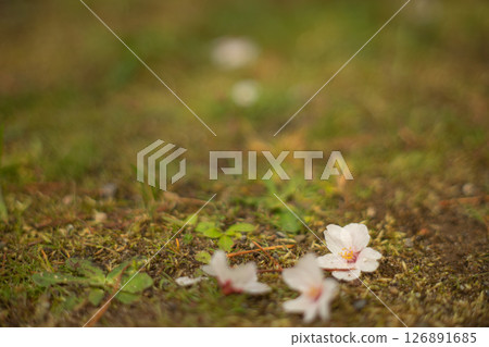 櫻花落在苔蘚上 126891685