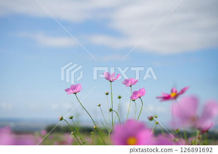 與波斯菊花的風景 126891692