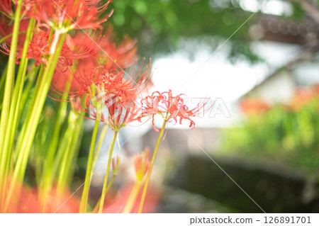 紅蜘蛛百合 126891701