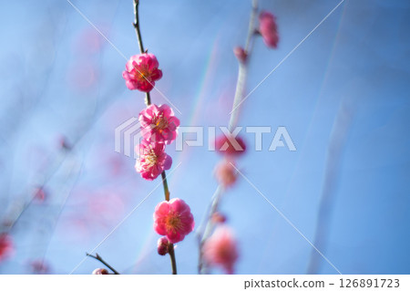 紅梅花 126891723
