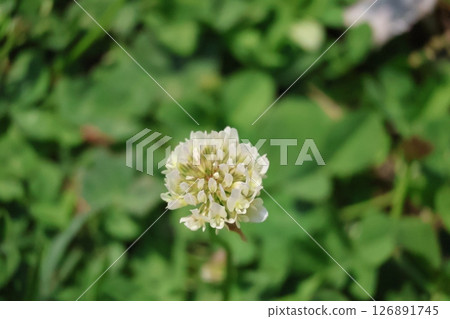 白花瓣三葉草的特寫 白花瓣三葉草的特寫 126891745