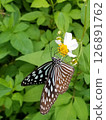 Butterflies and flowers on Kuroshima Island, Okinawa Prefecture 126891762