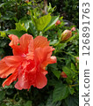 Bright orange hibiscus blooms in tropical Okinawa 126891763