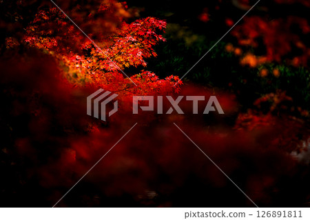 Autumn leaves floating in the dark 126891811
