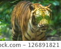A closeup shot of a growling striped tiger walking on the nature in the zoo 126891821