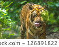 A closeup shot of a growling striped tiger walking on the nature in the zoo 126891822