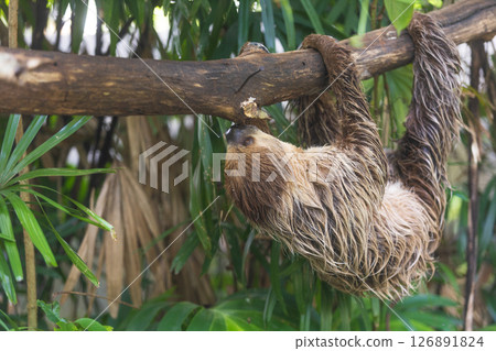 Cute sloth hanging on tree branch on the nature in the zoo 126891824
