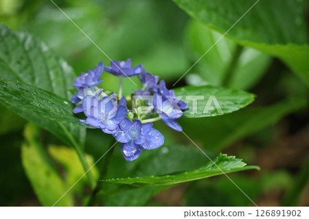 hydrangea   126891902